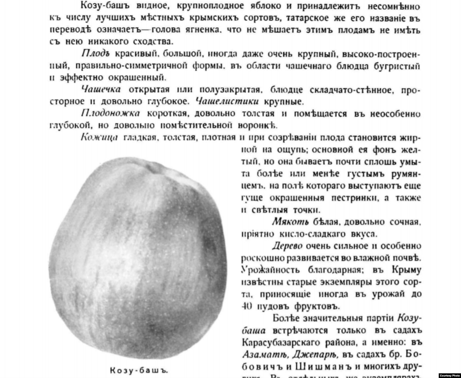 Яблуко сорту Козу-баш. Із книги Л. Симиренка «Кримське промислове плодівництво»