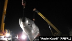 Кандани ҳайкали Ленин дар шаҳри Хуҷанд