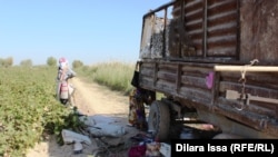 Ekin meýdany. (Illýustrasiýa suraty) 