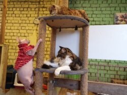 Спасенные коты в приюте "Зоозащиты"