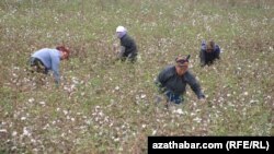 Сбор хлопка, Туркменистан