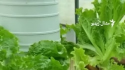 د خاورې له استعمال پرته د سبزیو کښت څنګه کېږي؟