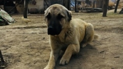 Maryda öýsüz-öwzarsyz we hojalyklardaky itler hem-de pişikler köpçülikleýin öldürilýär