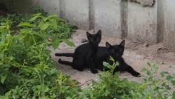 Diňle: Aşgabat: jemagat gulluklarynyň işgärlerine pişikleri tutmak barada 'ýokardan buýruk' berildi