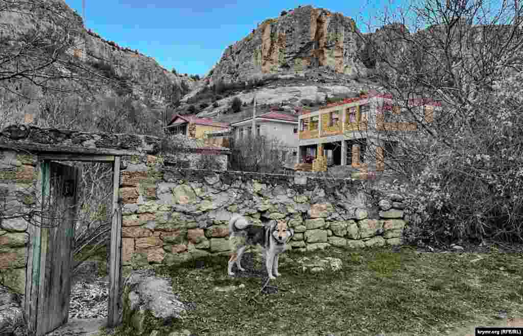 Tavel (Krasnolesye) ortasında köpekler&nbsp;&laquo;serbest keze&raquo;