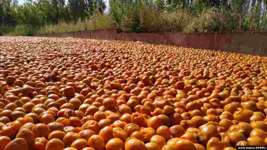 Баткердик багбандар быйылкы пандемия шартында өрүктүн баасы кеткен чыгымды жаап, эмгегибиз акталабы деп түйшөлүп турушат.