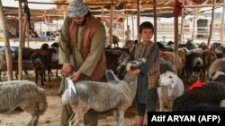 افزایش قیمت مواشی در آستانه عید قربان
