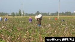Ýerli synçylaryň aýtmagyna görä, ýagşyň we garyň aşagynda galan pagtanyň hili pese gaçýar we önümçilige kän ýaramaýar.