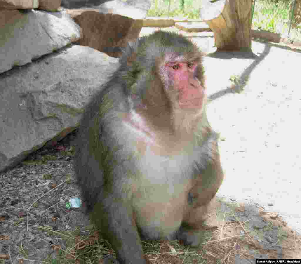 Жапон маймылы.&nbsp;​Тамакты тандап жеген жаныбар жапон маймылы болуп эсептелет. Аларга күнүгө бир маал ботко бышырылып берилет. Мындан сырткары тооктун, уйдун этин бышырып, нанга май сүйкөп, буга кошумча токоч, жаңгак беришет.&nbsp;