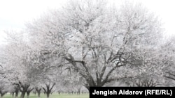 Баткен облусу. Иллюстрация сүрөт.