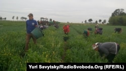 Українські заробітчани, які працюють в аграрному секторі Польщі. Фото 2017 року