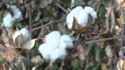 Пахта барои Тоҷикистон фоида меорад ё зарар?