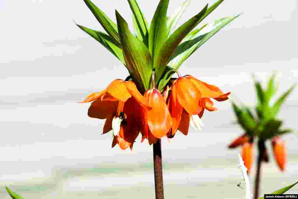 Айгүл гүлүнүн илимий аталышы &mdash; Эдуард чаар гүлү. &nbsp;