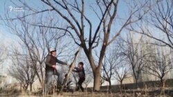 Баткендик багбандын Европага жетүү кыялы