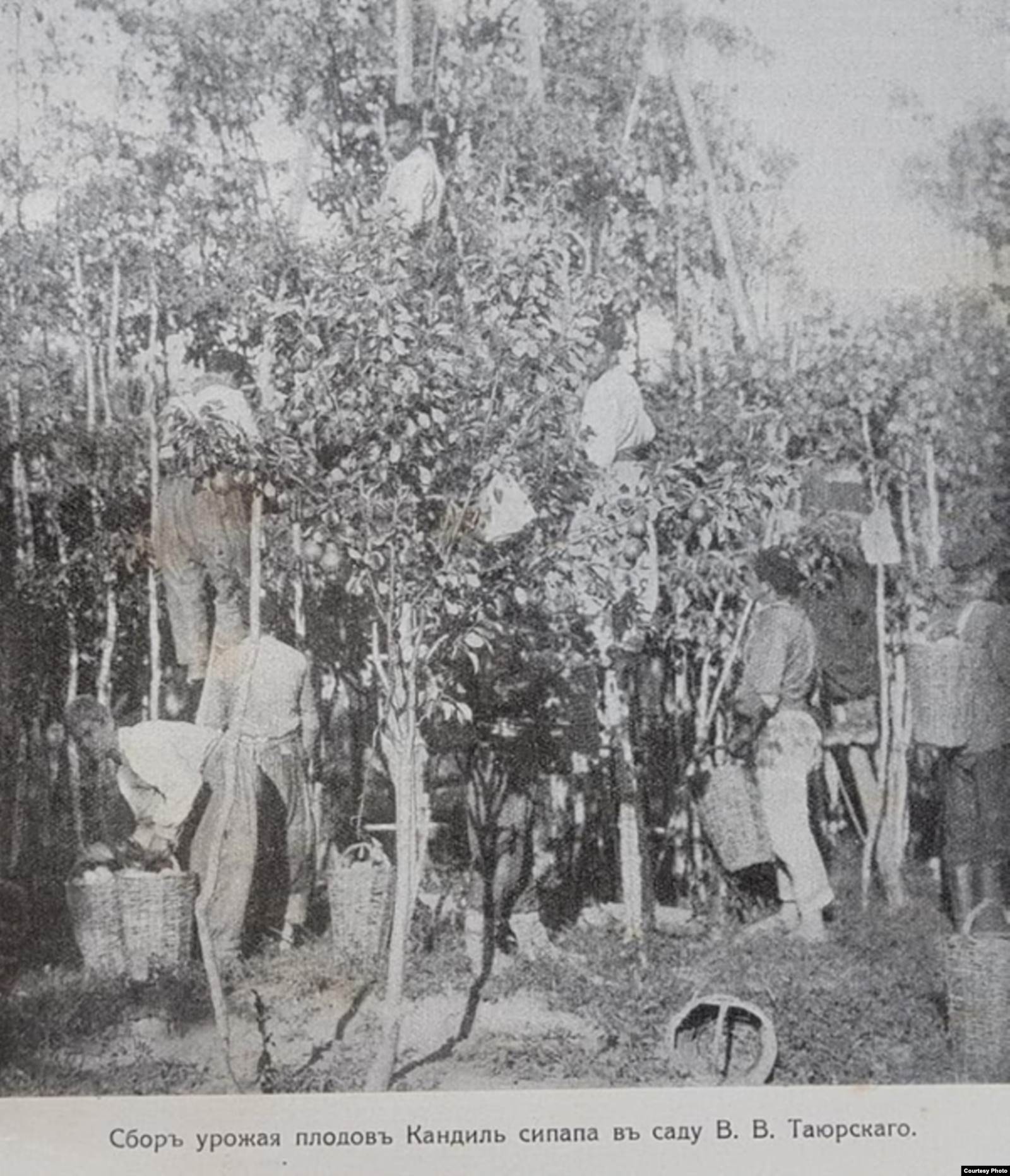 Збір яблук Кандиль Сінап. Із книги Л. Симиренка «Кримське промислове плодівництво»