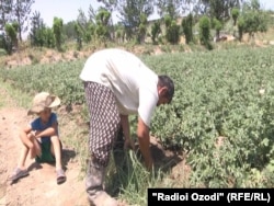 Деҳқонони тоҷик мегӯянд, ки мушкил аст дастранҷи худро дар бозорҳои пойтахт ба фурӯш расонанд.