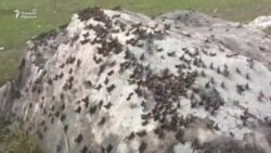 Очофатлар! Тожикистон жанубини чигиртка босди