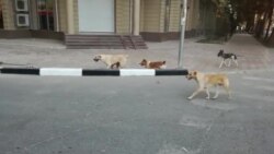 Сайругашти сагҳои дайду дар Душанбе