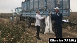 Ýygylan pagtanyň agramyny ölçäp duran potratçy. Illýustrasiýa suraty