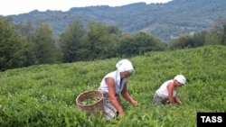 Потребление чая во всем мире растет, а количество мест, пригодных для чайных плантаций, на планете весьма ограничено. Будущее покажет, сколько чая на современном оборудовании смогут производить и реализовывать в Абхазии