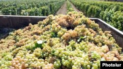 Խաղողի բերքահավաք Հայաստանում, արխիվ