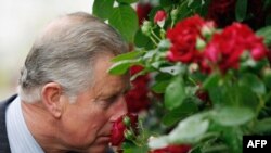 В нынешнем году принц Чарльз вместе с другими членами королевской семьи, как обычно, посетил Chelsea Flower Show
