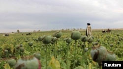 آرشیف، کشت خشخاش در ولایت هلمند