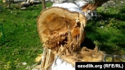 Иллюстратив сурат.