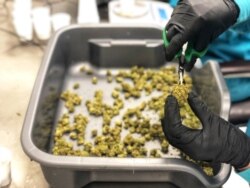 Апрацоўка марыхуаны на афіцыйным прадпрыемстве ў Лас-Вэгасе, ЗША, 2018 год