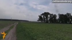 Радіо Свобода оглянуло лісосмуги Київщини