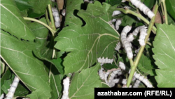 Ýüpek gurçuklary. Illýustrasiýa suraty