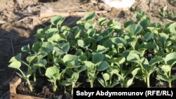 Ошская область