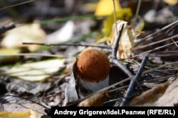Падасінавік, ілюстрацыйнае фота