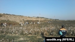 Анжияндагы пахта талааларынын бири.