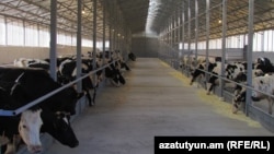 Armenia - A cattle farm in the village of Margahovit, October 23, 2019.