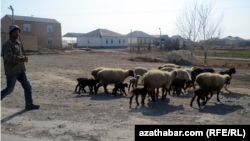 Туркменистан (иллюстративное фото)  