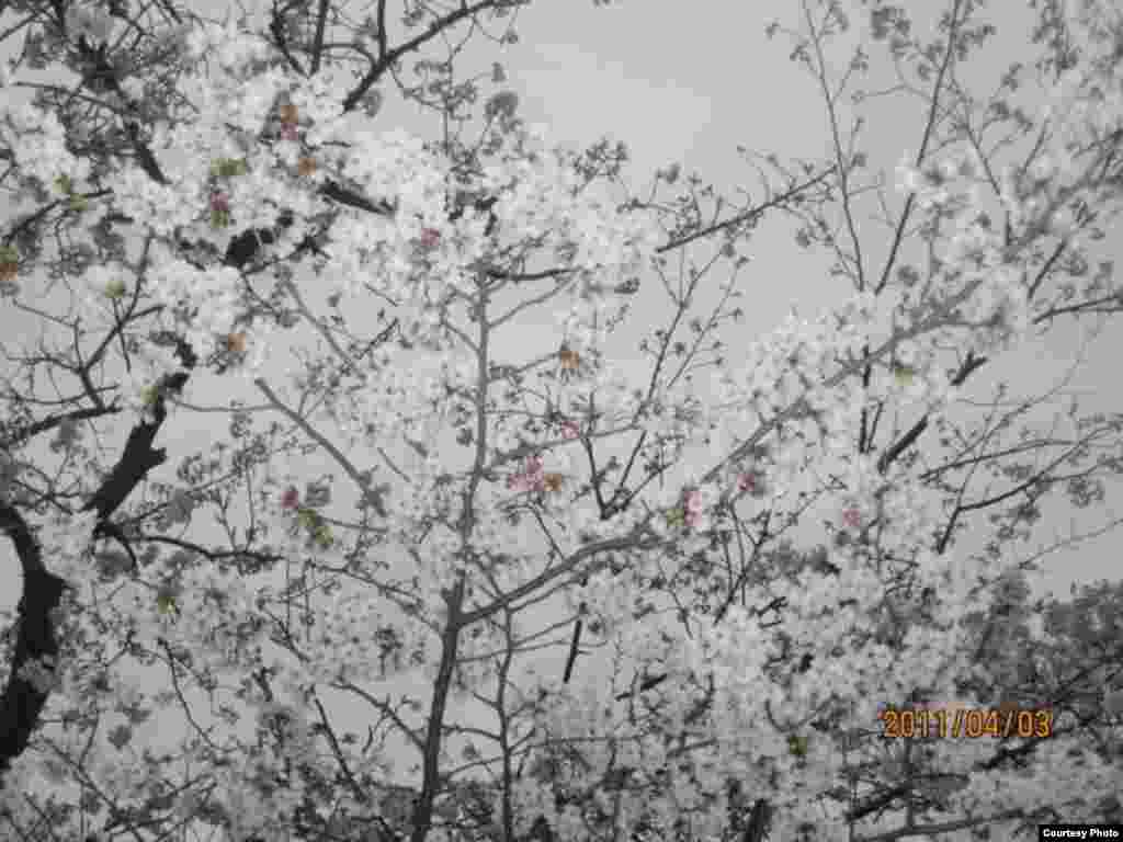 Сакура гүлдөгөндө. 9-сүрөт. Апакай дүйнө. - Күн Чыгышта окуп жаткан кыргыз студенти Алмагүл айымдын сүрөттөрүнөн. Жапония. “Азаттык” үналгысы. 2011-жылдын апрели. (Окурмандын кат куржуну).  9-сүрөт.