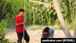 Фермеры. Туркменистан (фото из архива)   