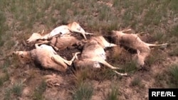 Массовый падёж сайги в Казахстане в 2015 году.