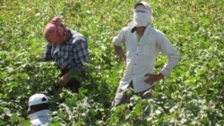  Maryda býujet işgärlerinden 'pagta ýygymyna gitmeýändigi' barada dilhaty alynýar