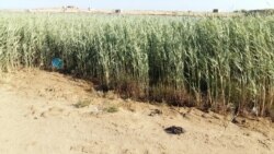 Ziyəddin Kazımov: Sanitar-gigiyenik normalara cavab vermədiyindən 2006-cı ildən o göldən istifadə qadağandır