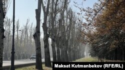 Бишкек шаары, Чыңгыз Айтматов проспектиси. 15-ноябрь, 2024-жыл. (Азыр бул дарактар жок)