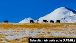 Иллюстрациялык сүрөт. 