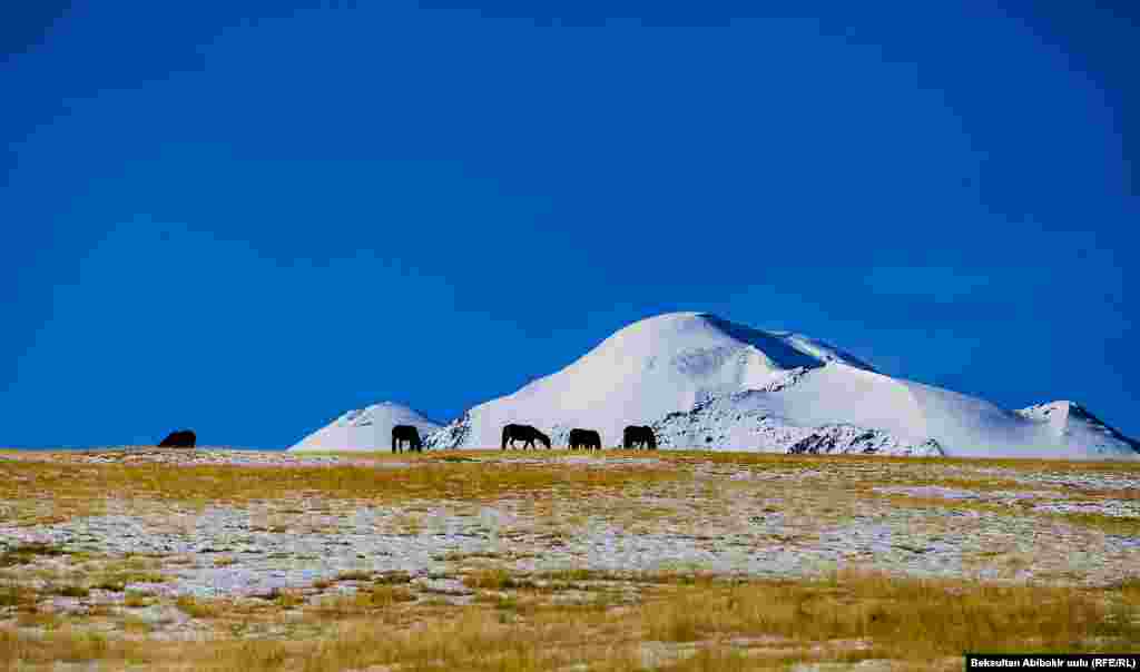 Тоо жана жылкы көчмөн кыргыздын кан-жаны менен барабар.&nbsp;