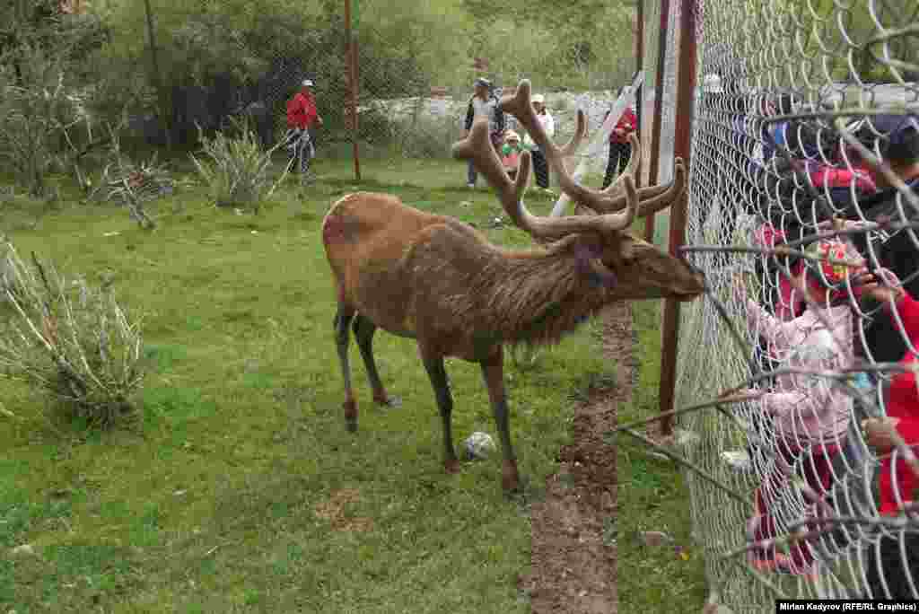 Ар бир бугунун адамдардын атынан коюлган ысымы бар. Мисалы, бул бугунун аты - Айдар.&nbsp;