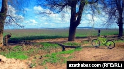  Türkmenistanda bir ekin meýdany. Illýustrasiýa suraty.