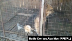 Овчарка в приюте