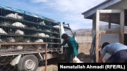 فارم مرغداری در ولایت بدخشان