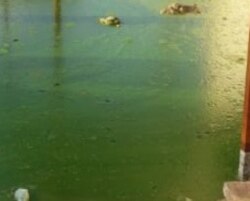 Застоявшаяся дождевая вода, скопившаяся на улицах Туркменабада покрылась тиной