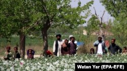 در تمامی مناطق تحت اداره طالبان در هلمند کوکنار کشت شده است.